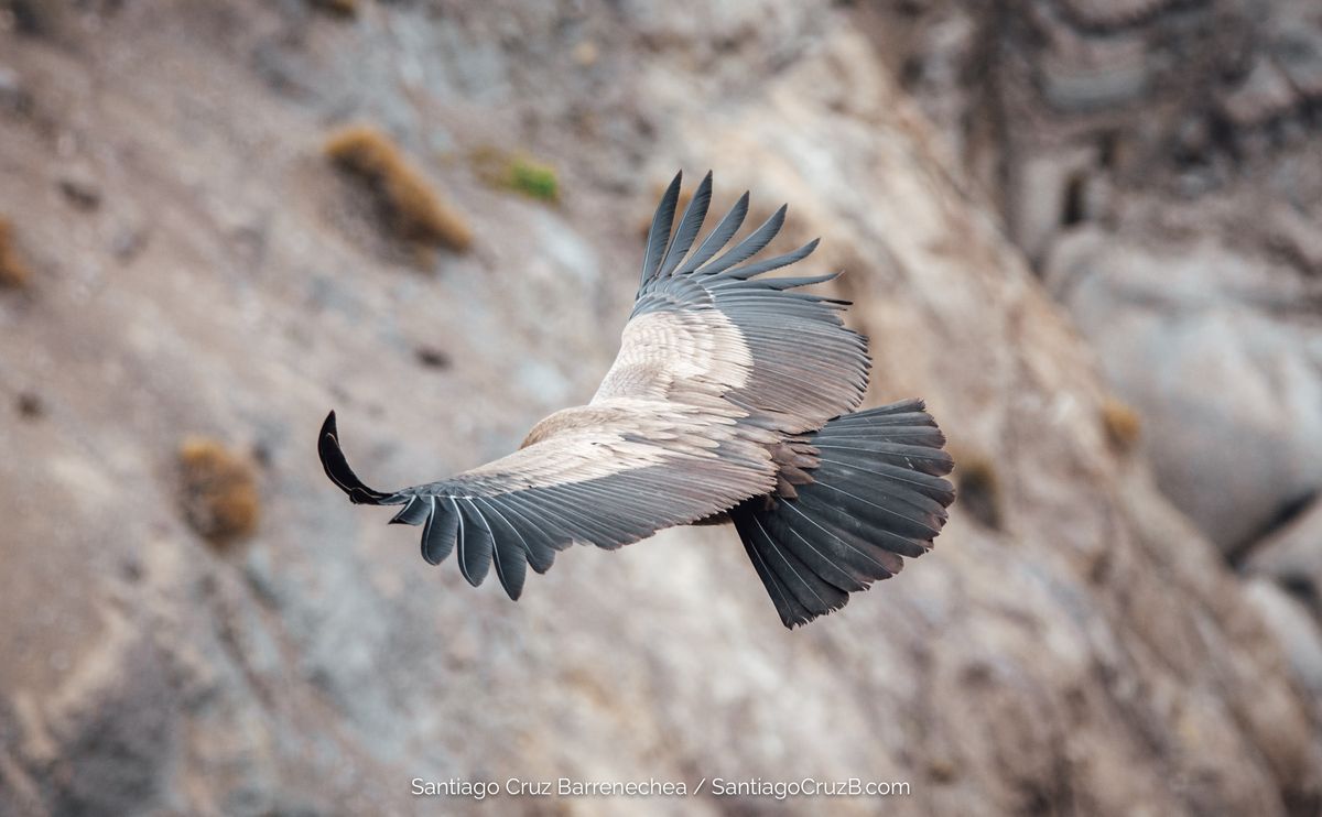 Mirador de cóndores